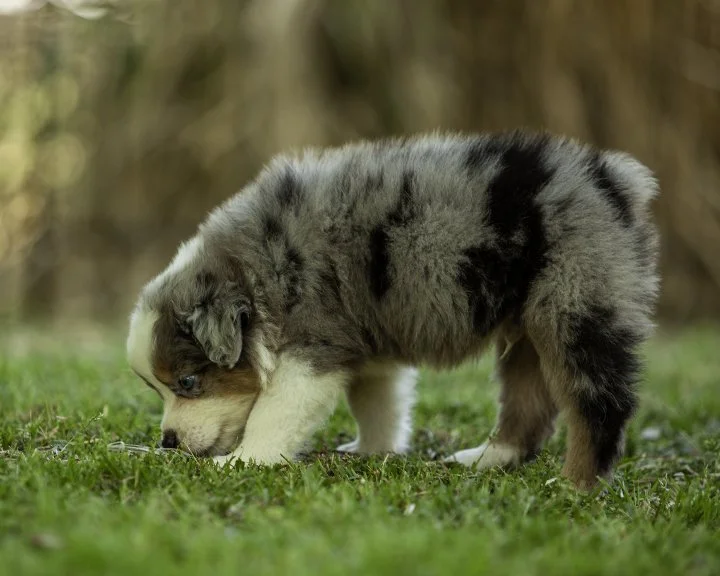 puppies 4_17-6002-Edit.jpg