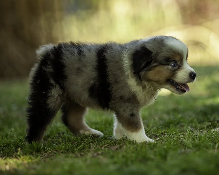 puppies 4_17-6022-Edit.jpg