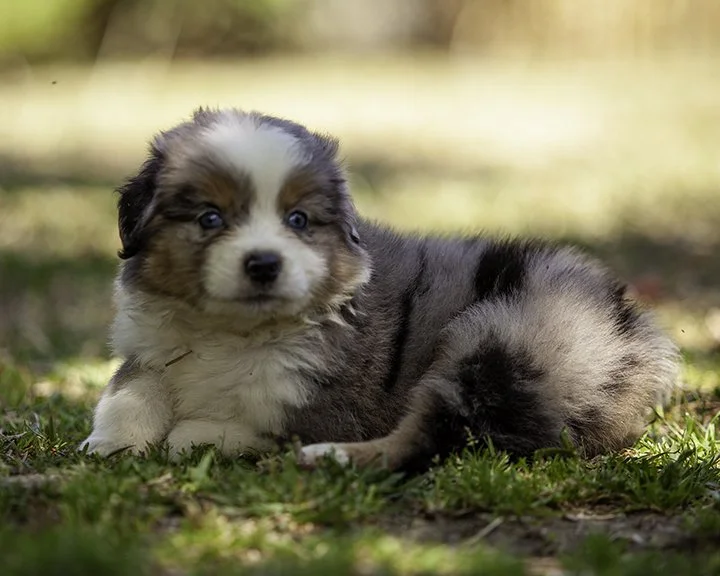 puppies 4_17-6028-Edit.jpg