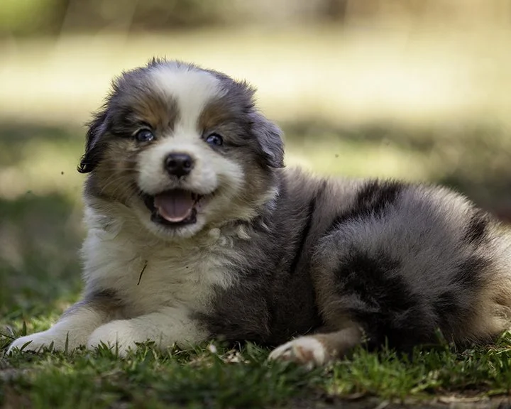 puppies 4_17-6036-Edit.jpg