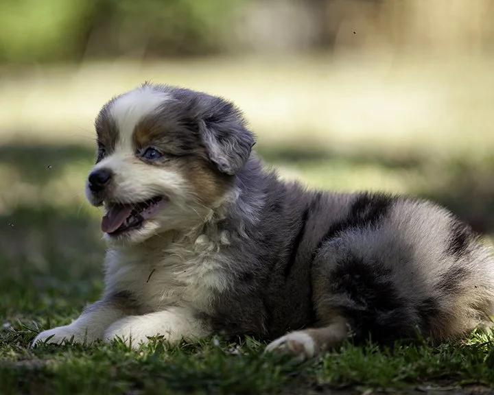 puppies 4_17-6038-Edit.jpg