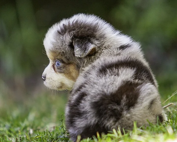 puppies 4_17-5642-Edit.jpg
