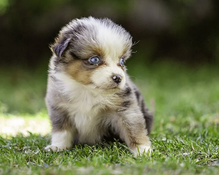 puppies 4_17-5647-Edit.jpg