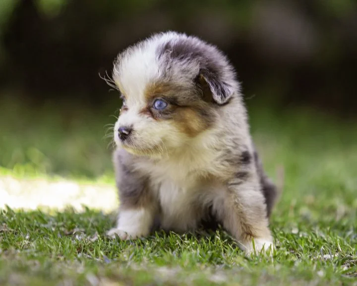 puppies 4_17-5652-Edit.jpg