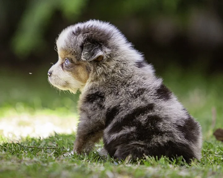 puppies 4_17-5664-Edit.jpg