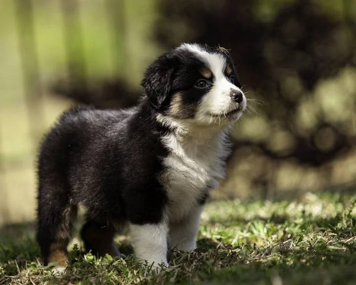 puppies 4_17-5690-Edit.jpg