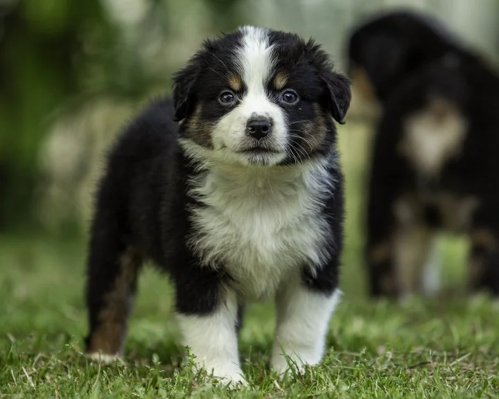 puppies 4_17-5913-Edit.jpg