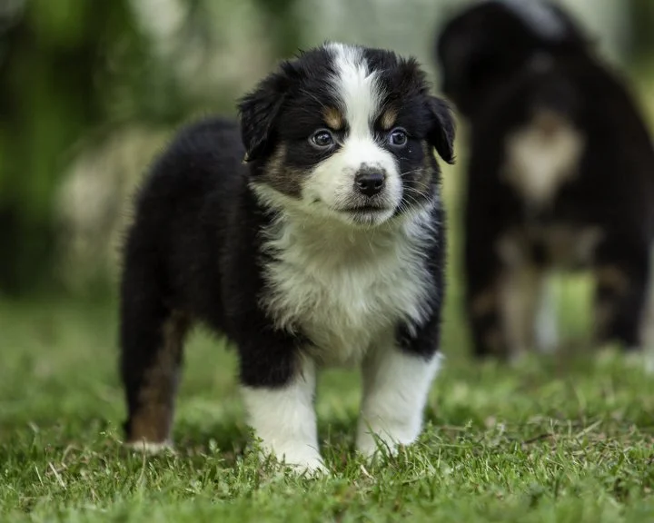 puppies 4_17-5914-Edit.jpg