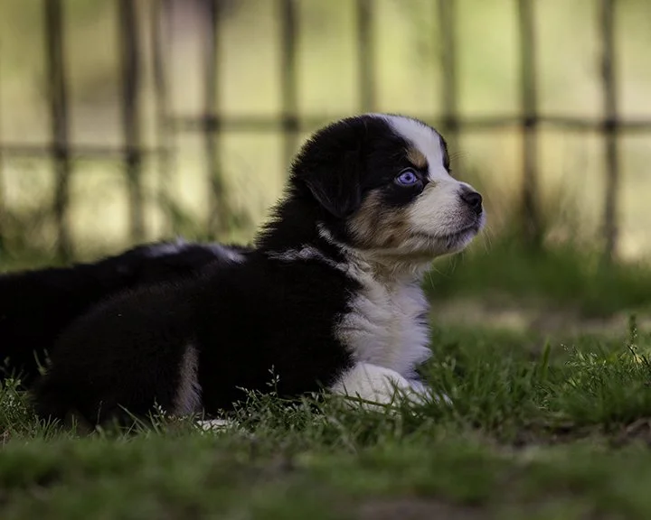 puppies 4_17-5696-Edit.jpg