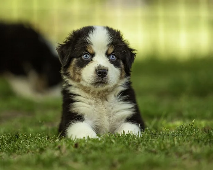 puppies 4_17-5728-Edit.jpg