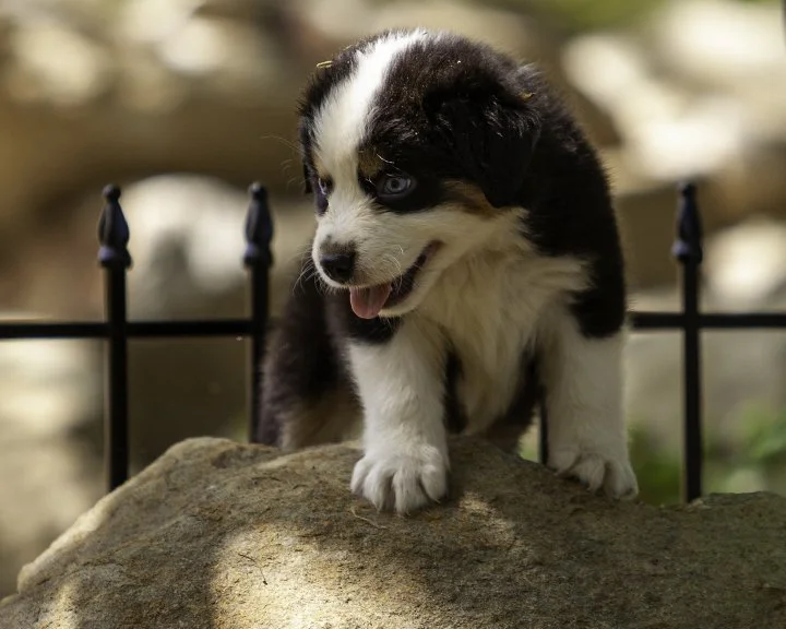 puppies 4_17-5832-Edit.jpg