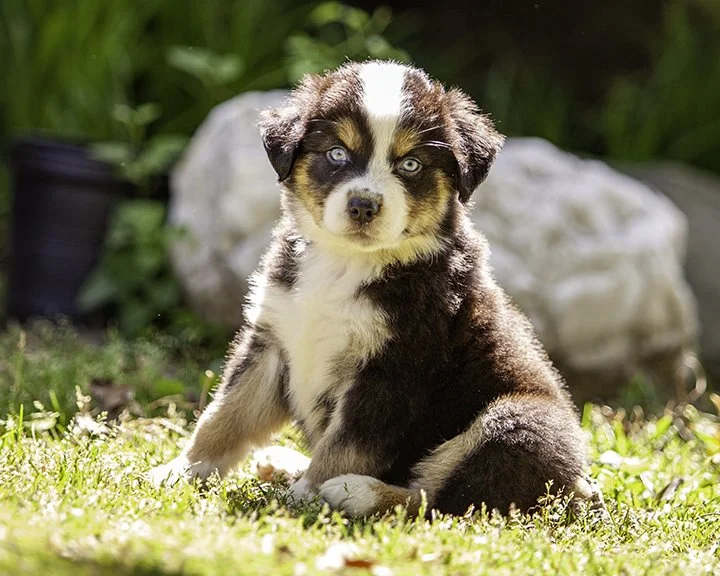 puppies 4_17-5599-Edit.jpg