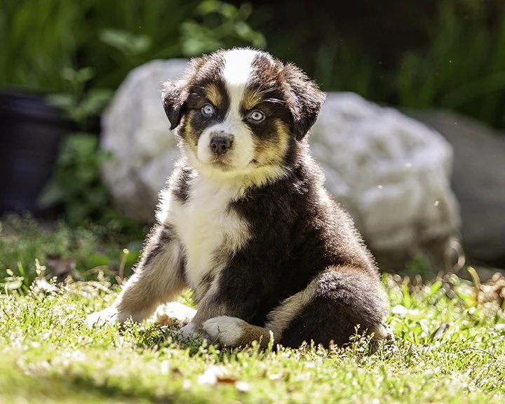 puppies 4_17-5594-Edit.jpg