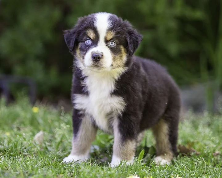 puppies 4_17-5608-Edit.jpg