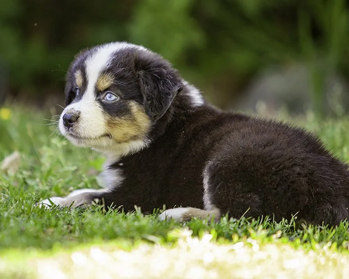 puppies 4_17-5615-Edit.jpg