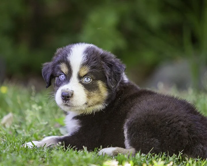 puppies 4_17-5618-Edit.jpg