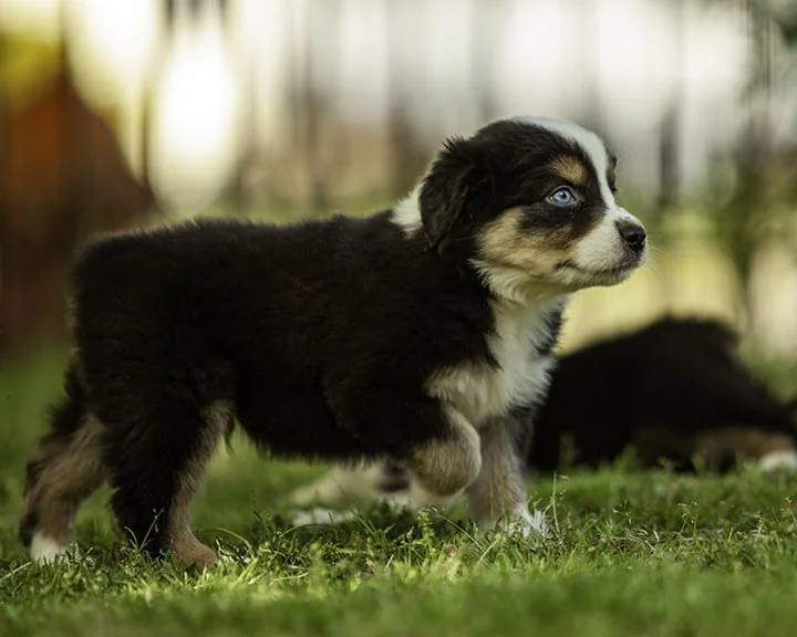 puppies 4_17-5808-Edit.jpg