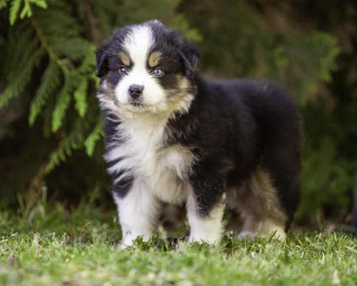 puppies 4_17-5622-Edit.jpg