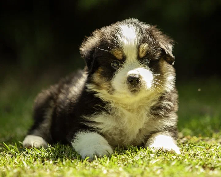 puppies 4_17-5581-Edit.jpg