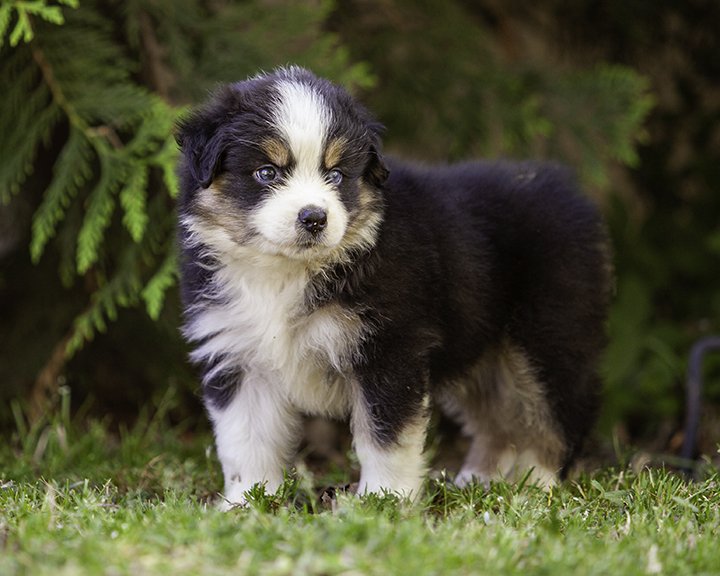 puppies 4_17-5624-Edit.jpg