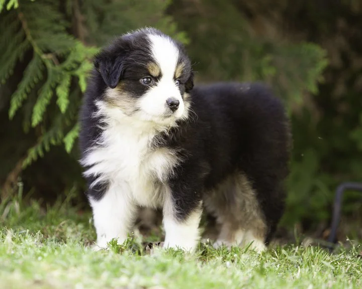 puppies 4_17-5627-Edit.jpg