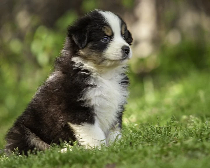 puppies 4_17-5705-Edit.jpg