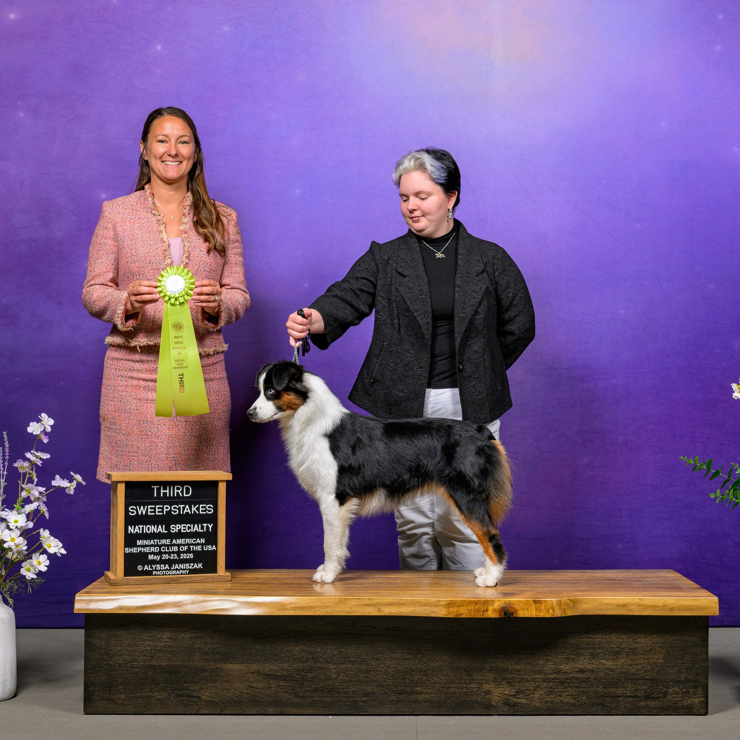 Savanna and Morganna had a great time at the MASCUSA National Show 
Tarafox Bold N Bewitching 

National Specialty
Miniature American Shepherd Club Of The USA
Gray Summit, MO
May 22, 2026

3th in Sweepstakes 9-12 Puppy Bitch 

Owned by Savanna Roe &a