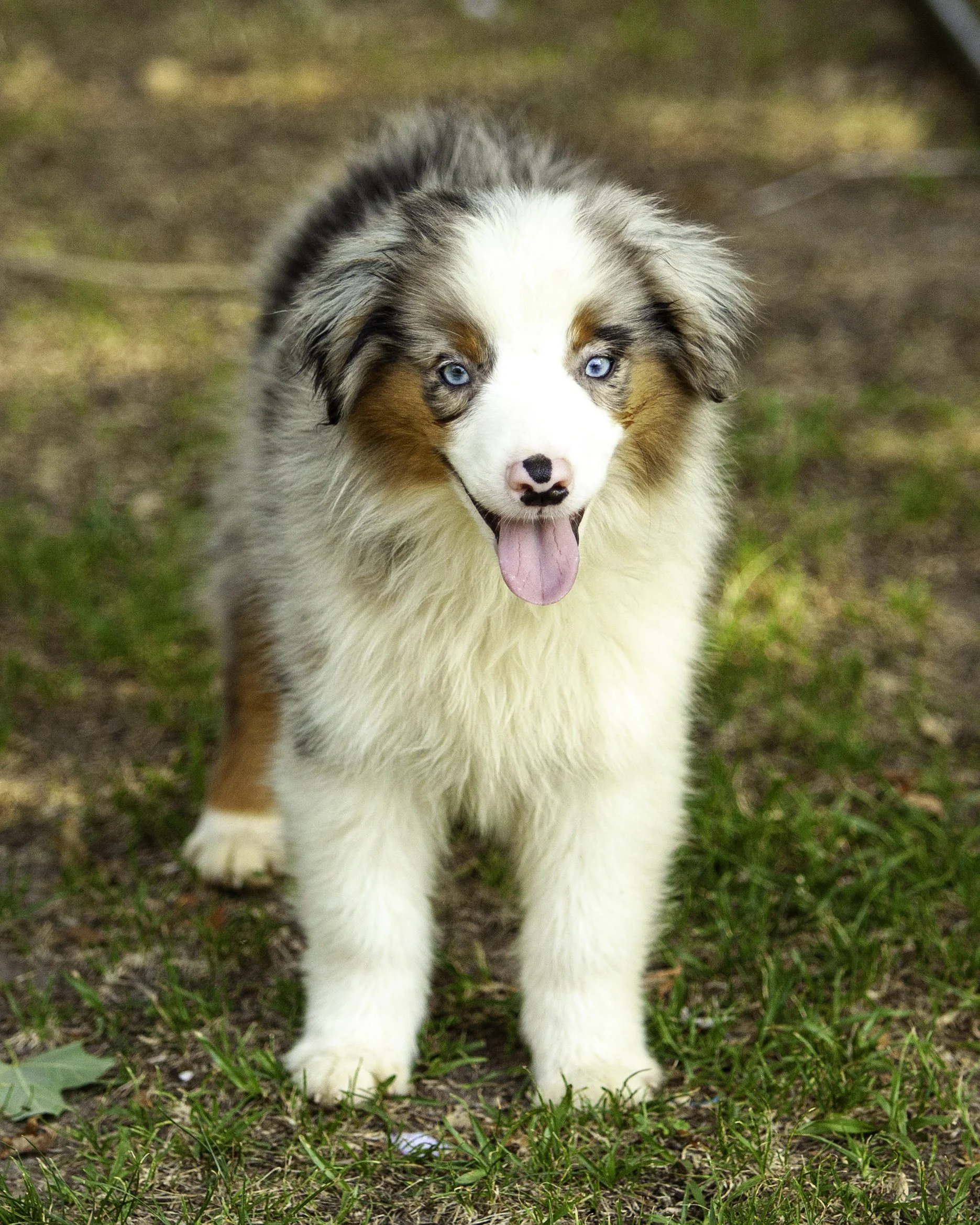 hemi-8154-Edit.jpg