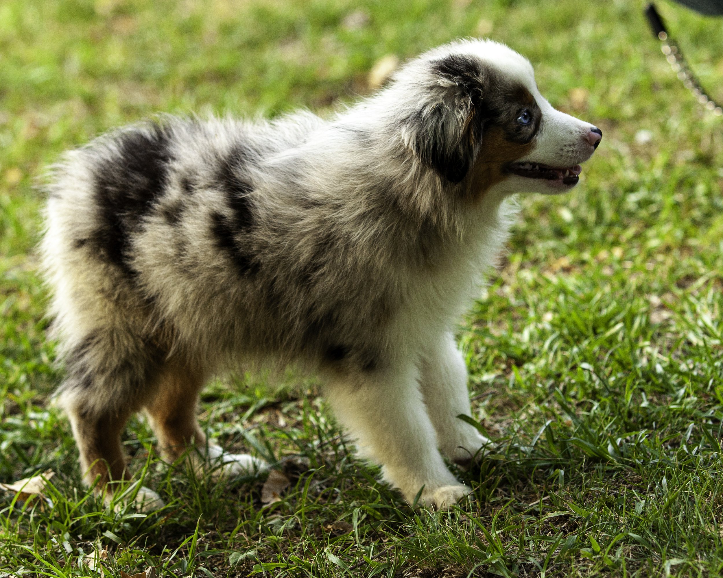 hemi-8194-Edit.jpg