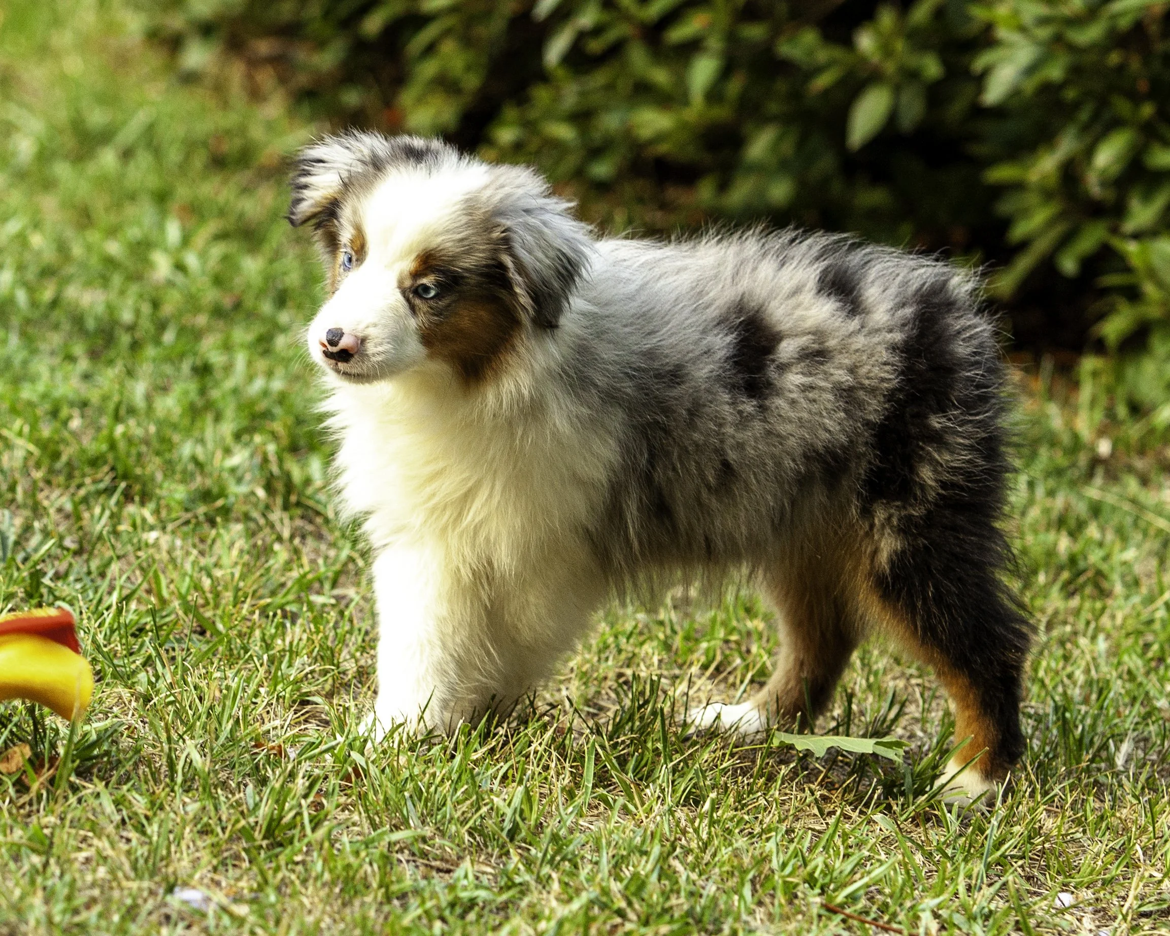 hemi-8221-Edit.jpg
