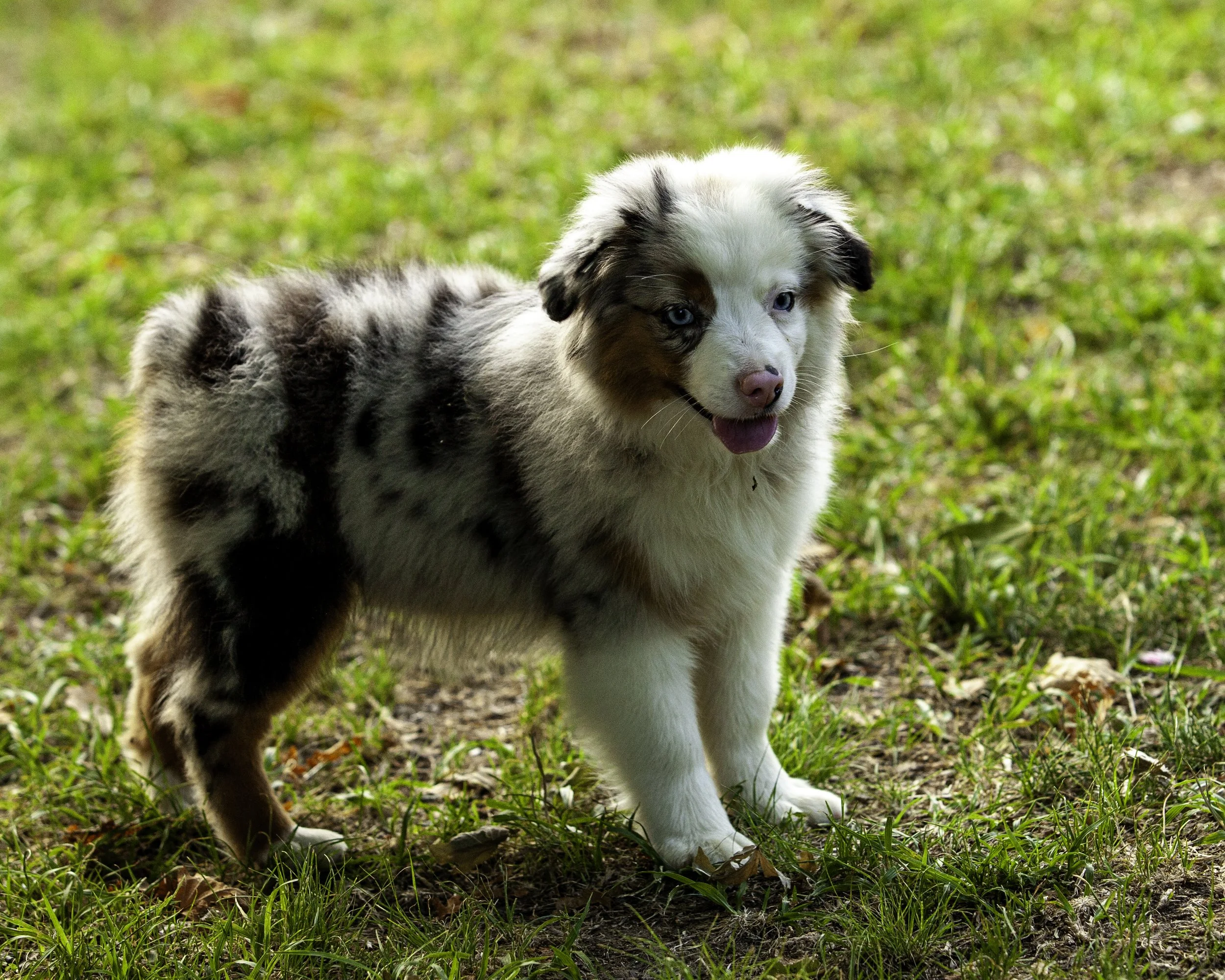 shadows pupf-8307-Edit.jpg
