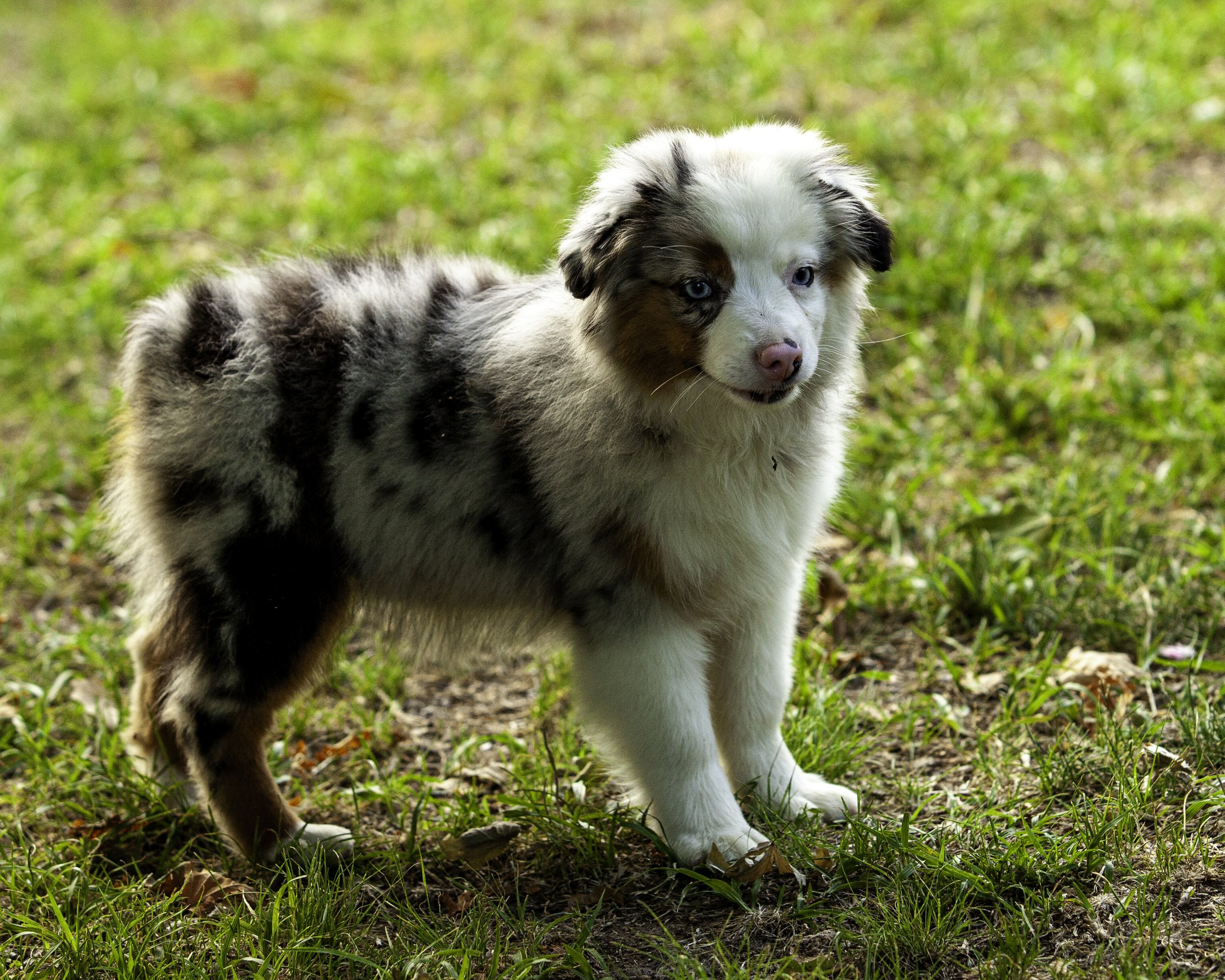 shadows pupf-8308-Edit.jpg