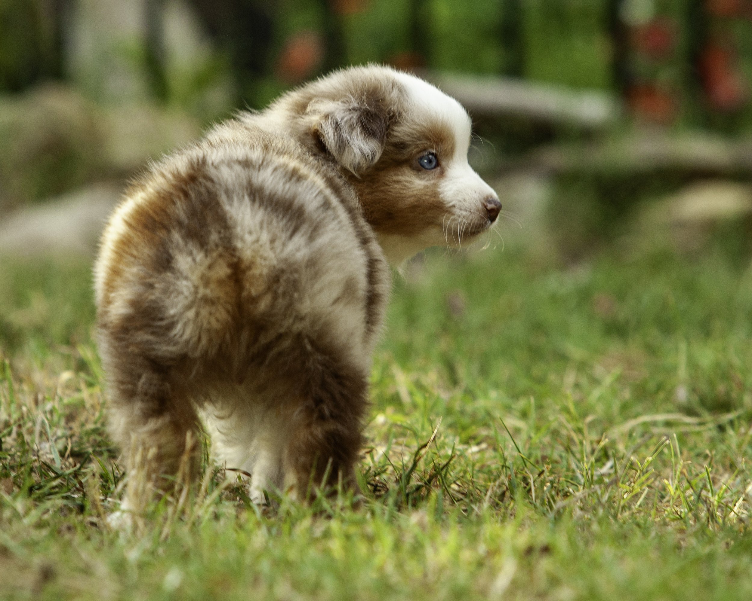 puppies6-12-7438-Edit.jpg