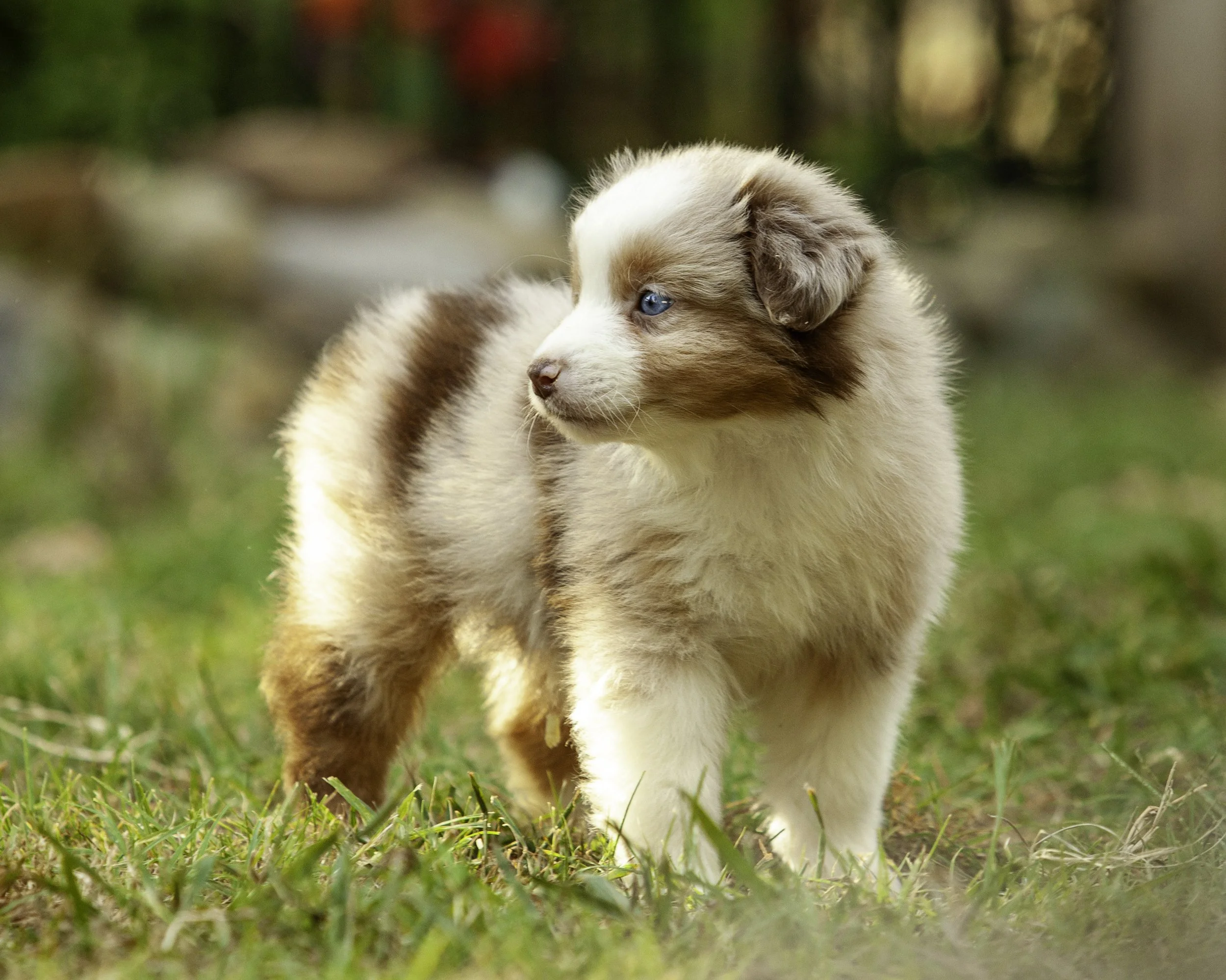 puppies6-12-7441-Edit.jpg