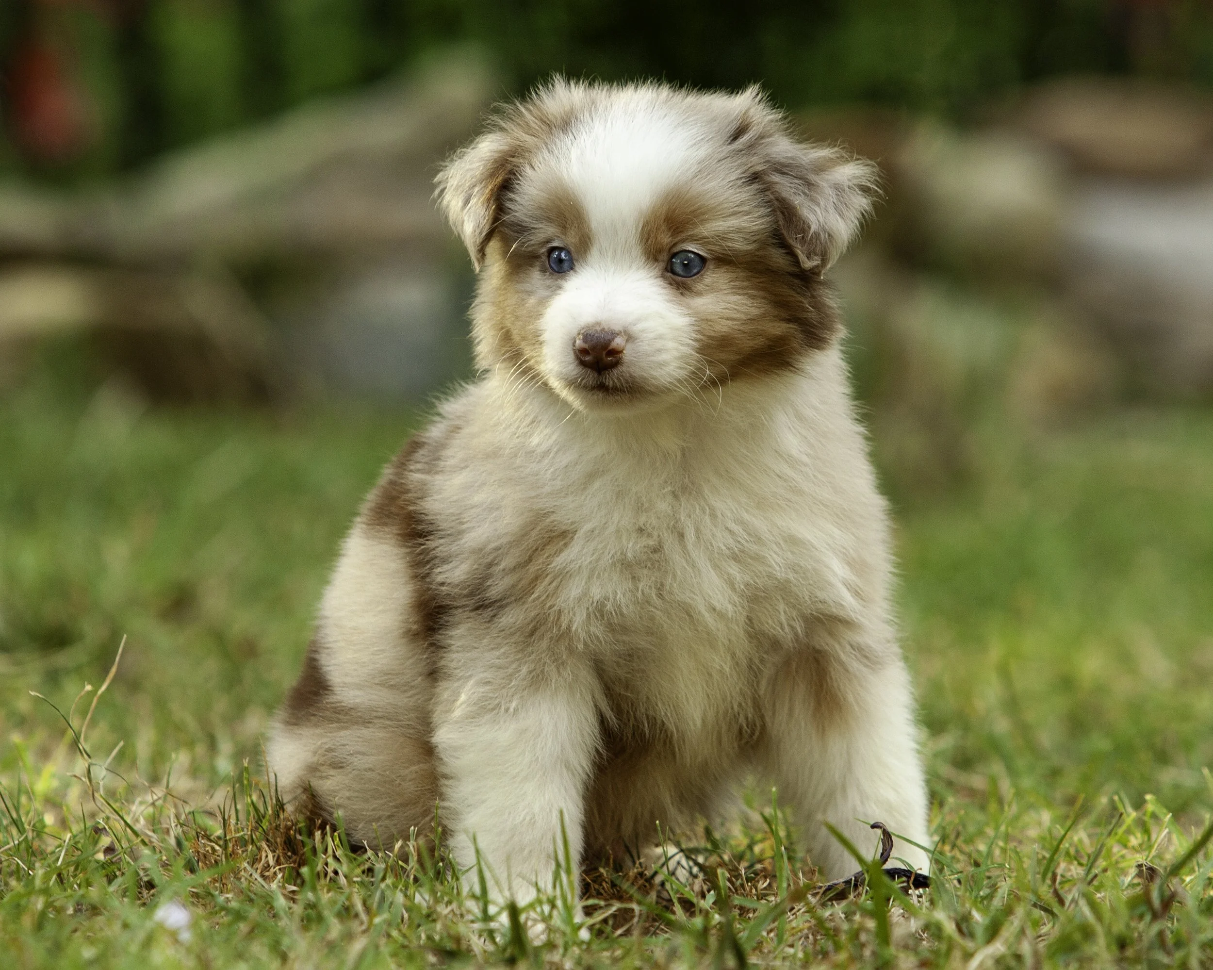 puppies6-12-7445-Edit.jpg