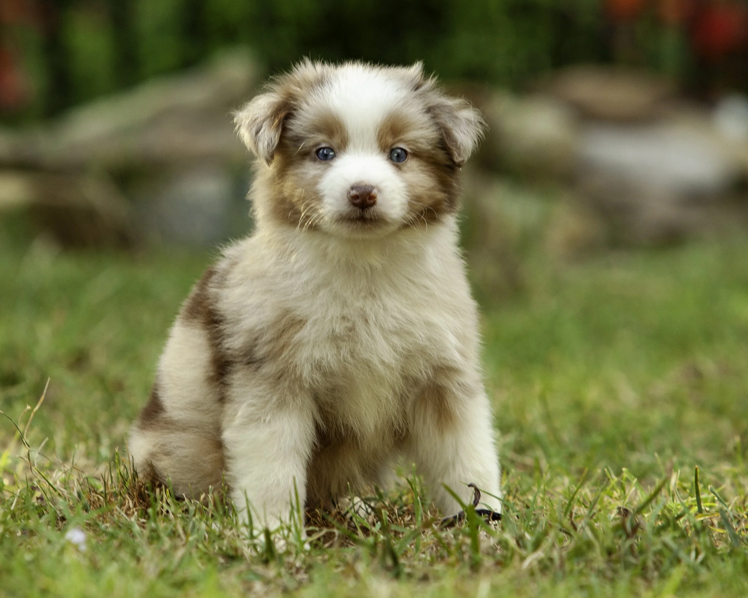 puppies6-12-7448-Edit.jpg