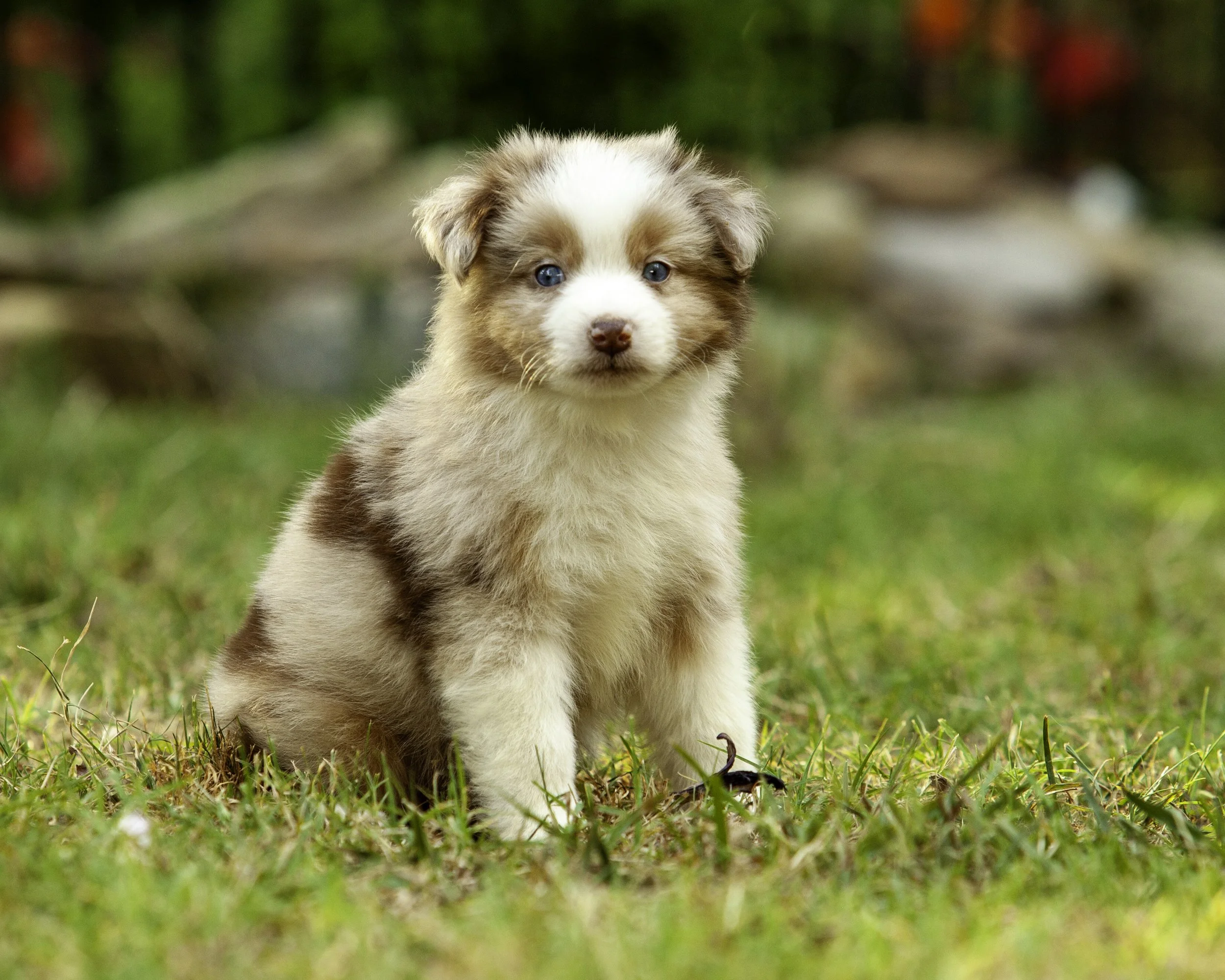 puppies6-12-7452-Edit.jpg