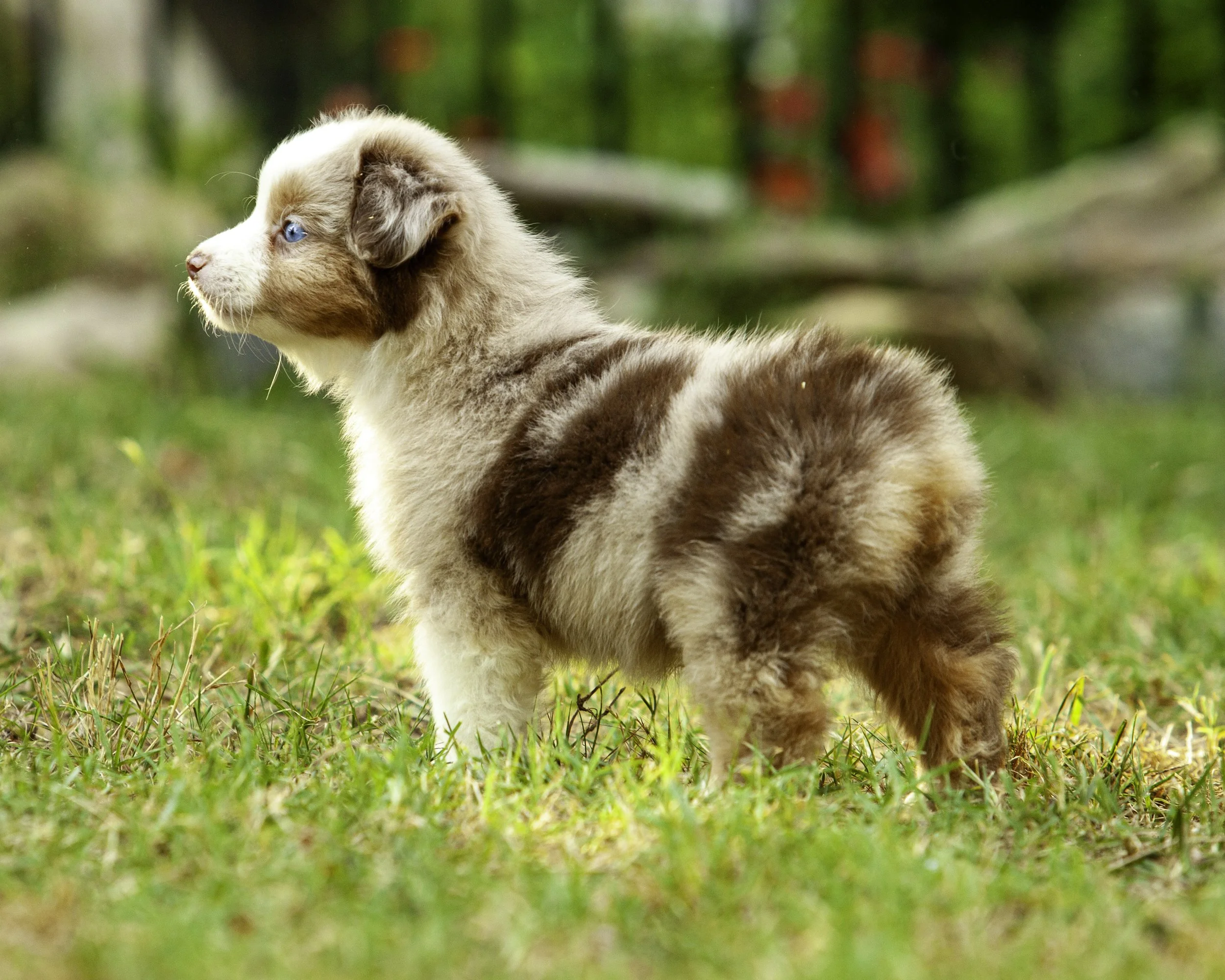 puppies6-12-7456-Edit.jpg