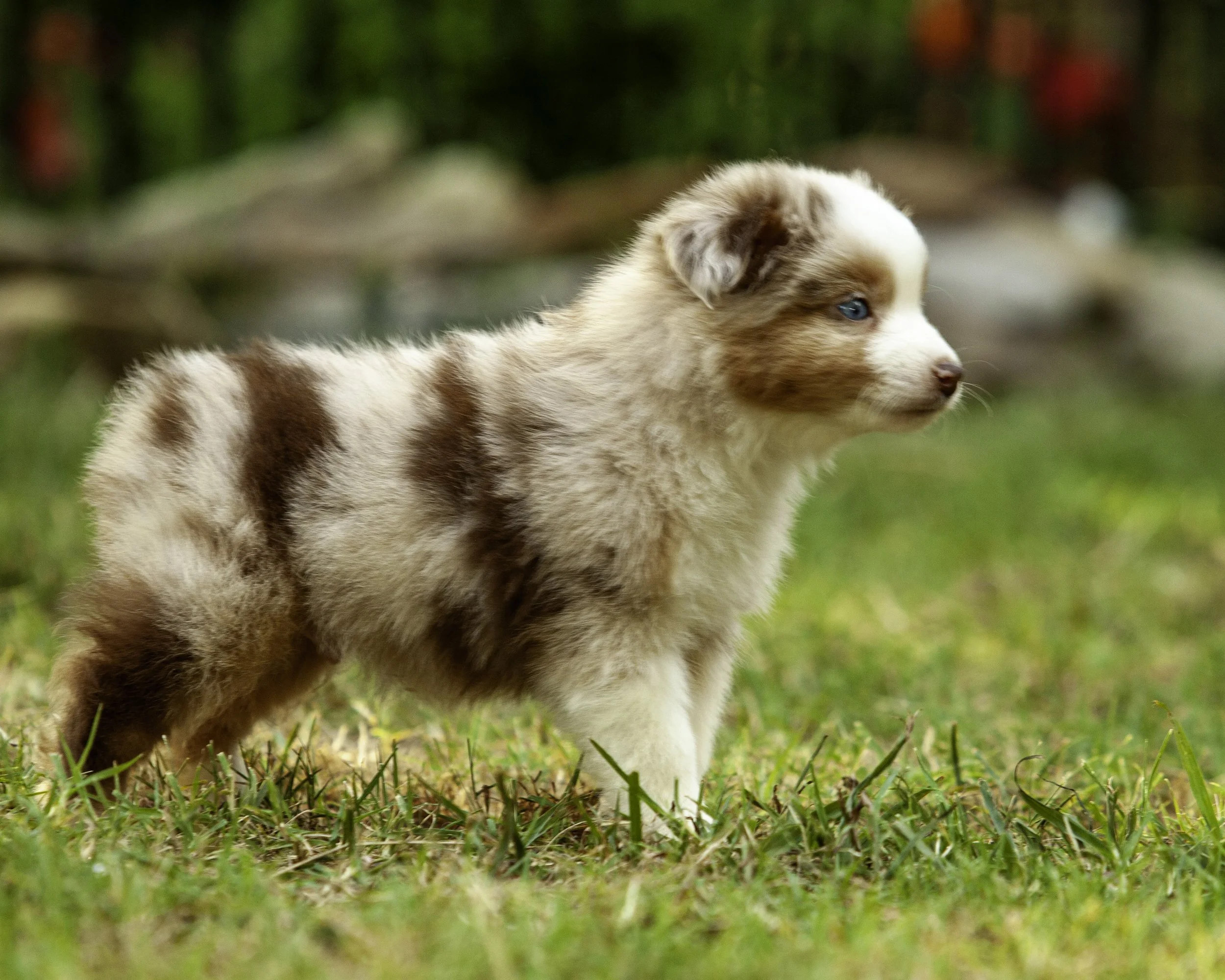 puppies6-12-7459-Edit.jpg