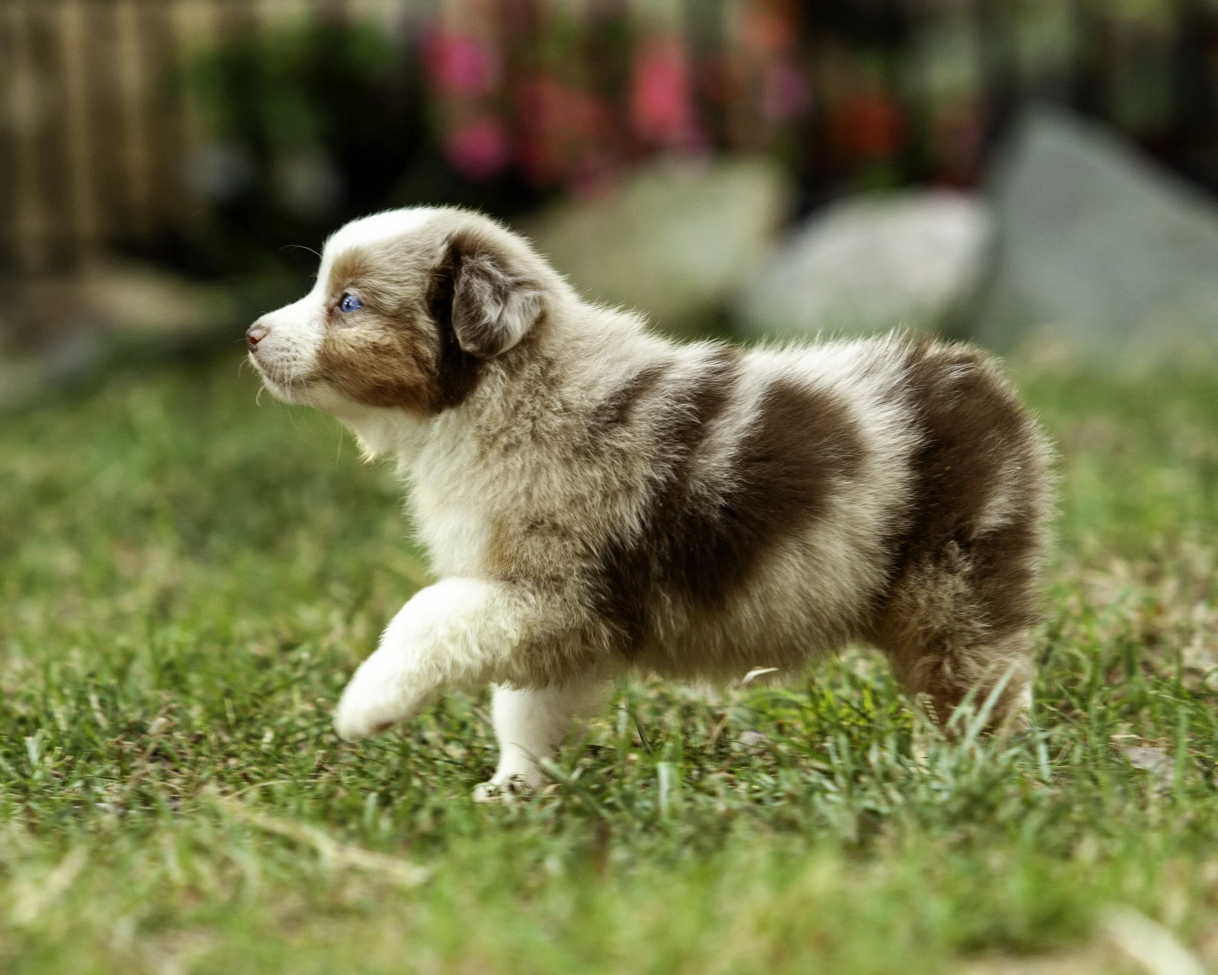 puppies6-12-7472-Edit.jpg