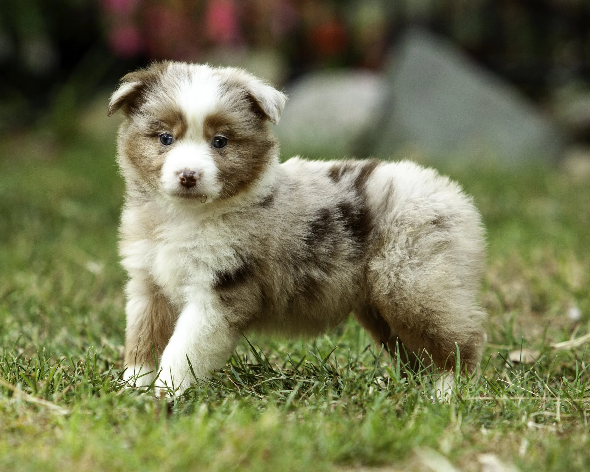 puppies6-12-7480-Edit.jpg