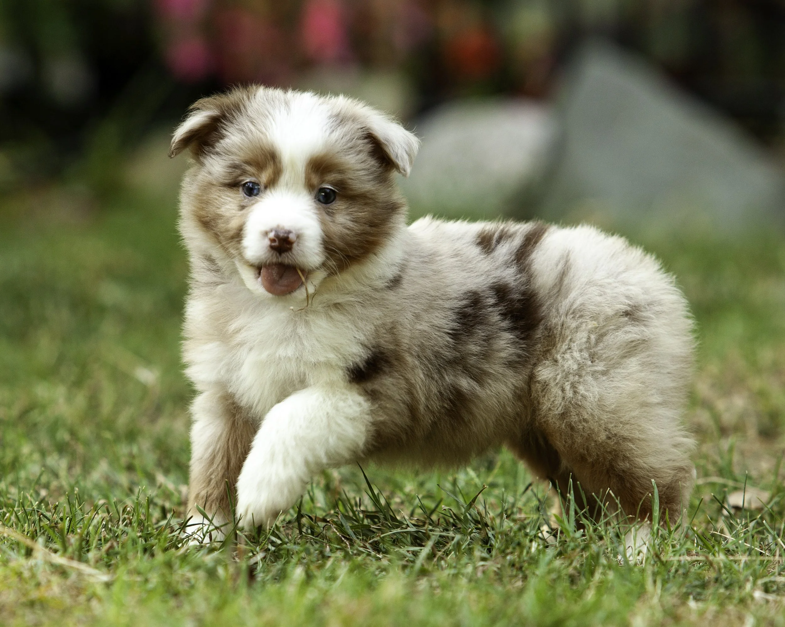 puppies6-12-7481-Edit.jpg