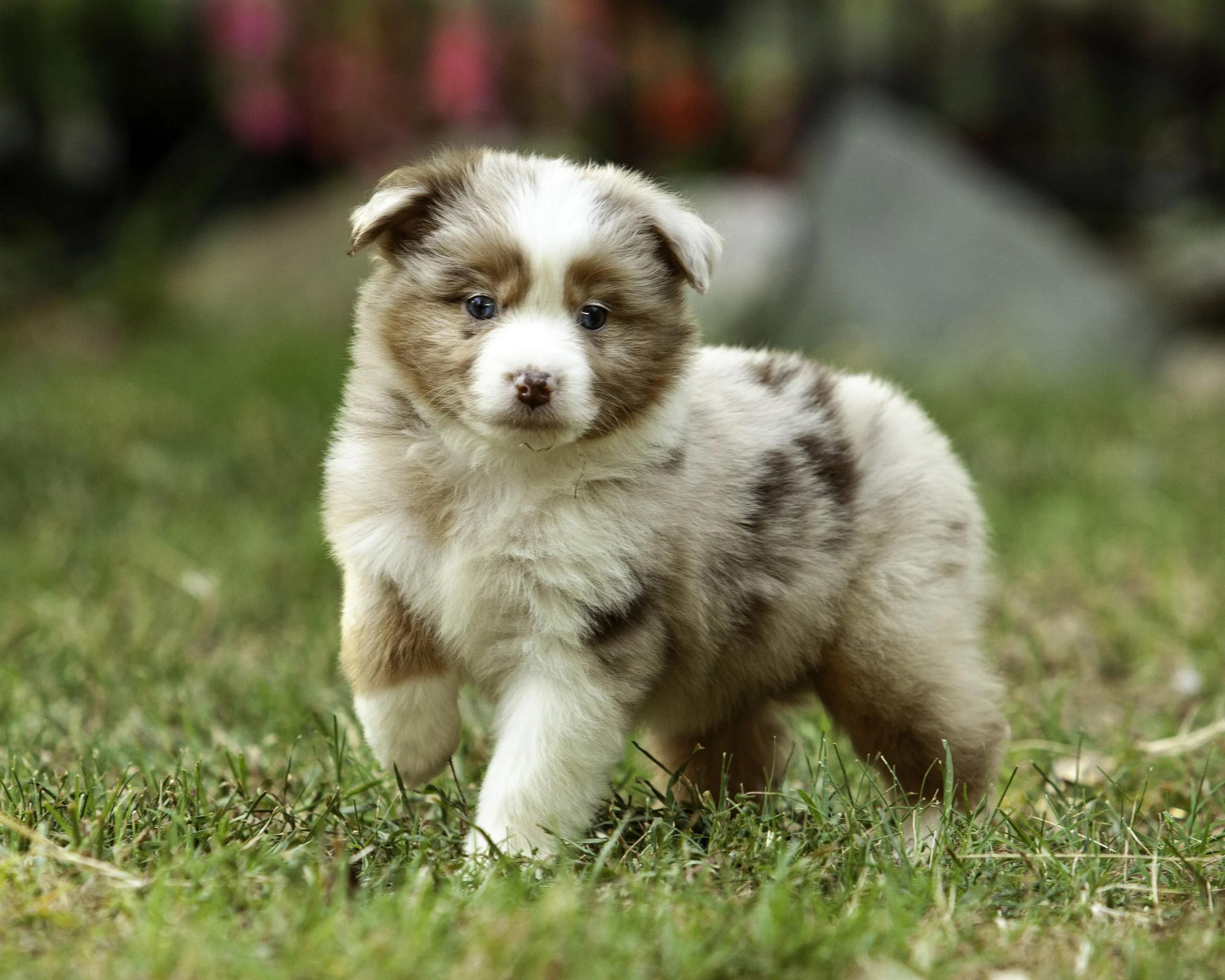 puppies6-12-7483-Edit.jpg