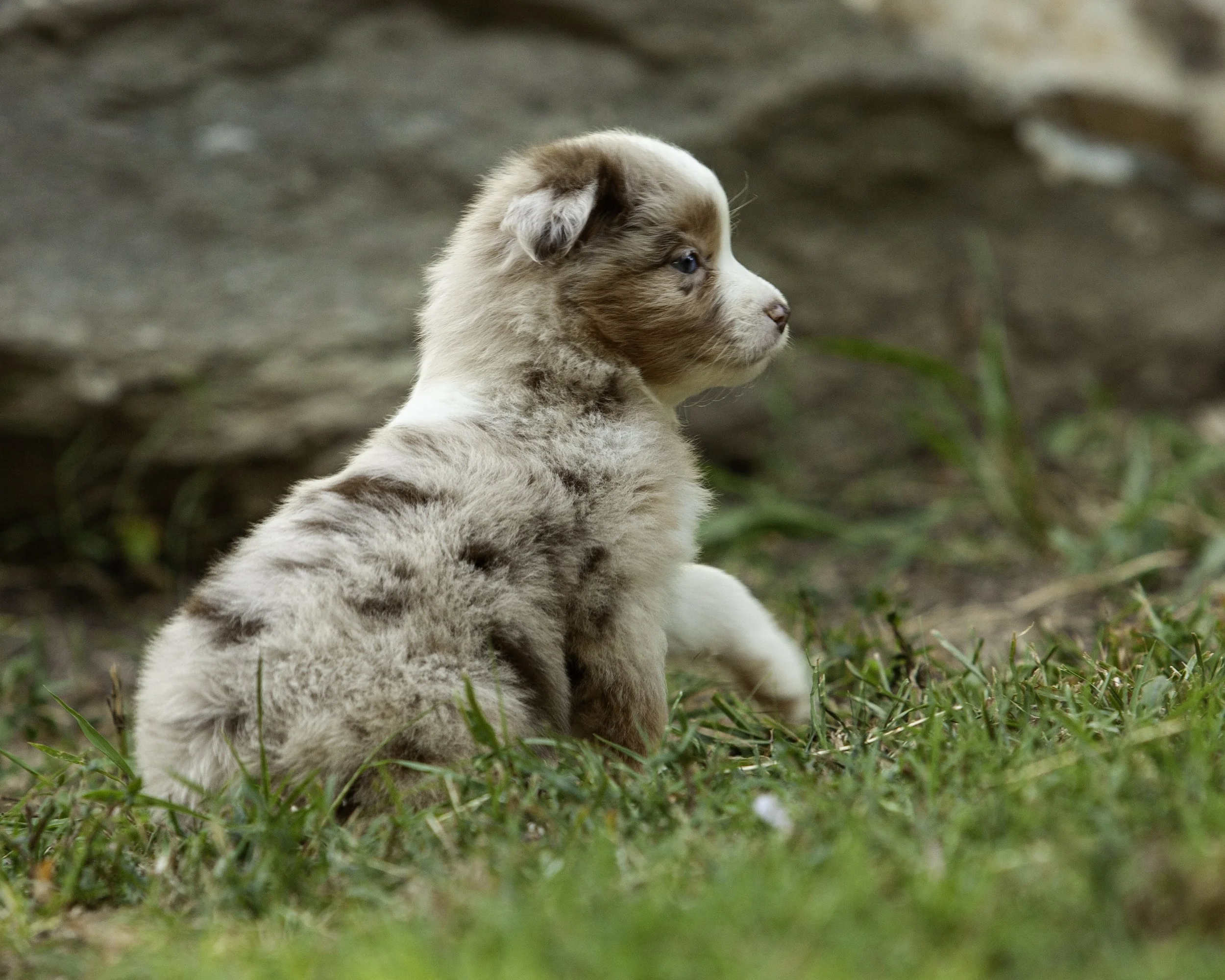 puppies6-12-7497-Edit.jpg