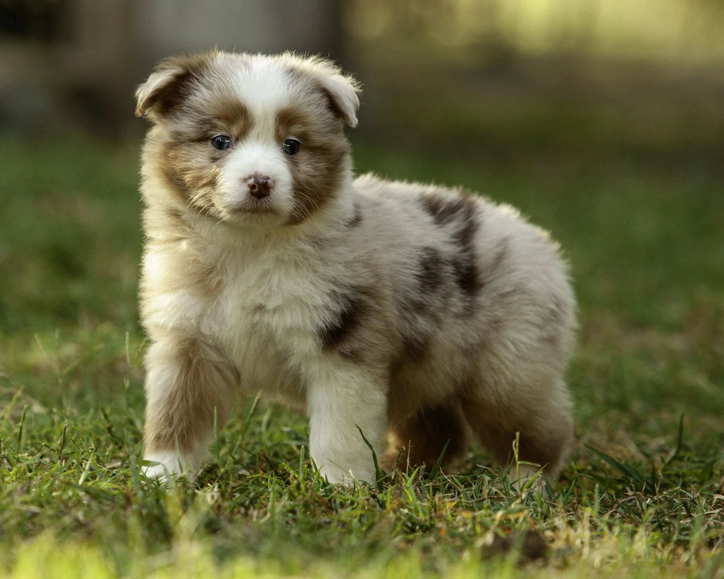 puppies6-12-7507-Edit.jpg
