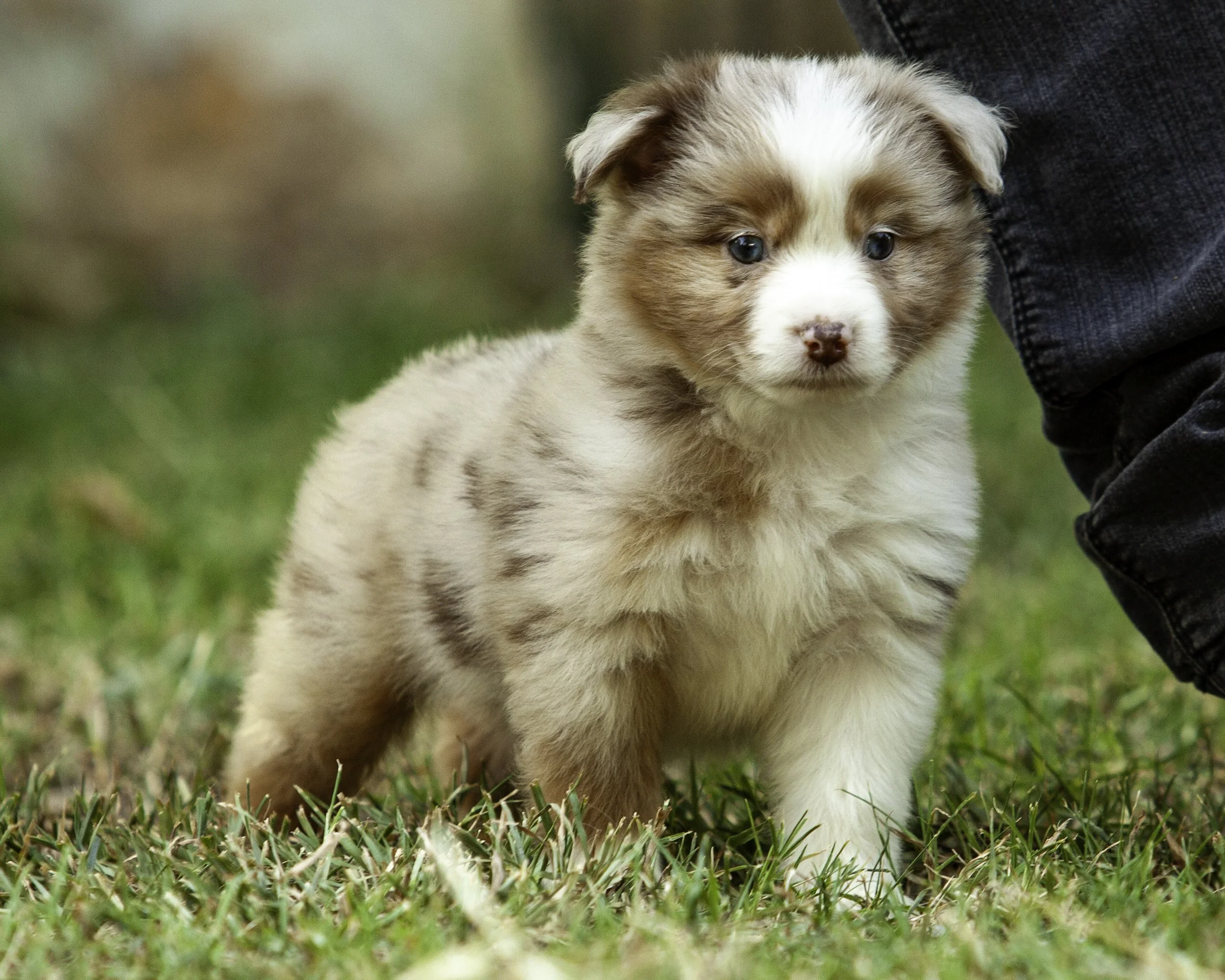 puppies6-12-7515-Edit.jpg