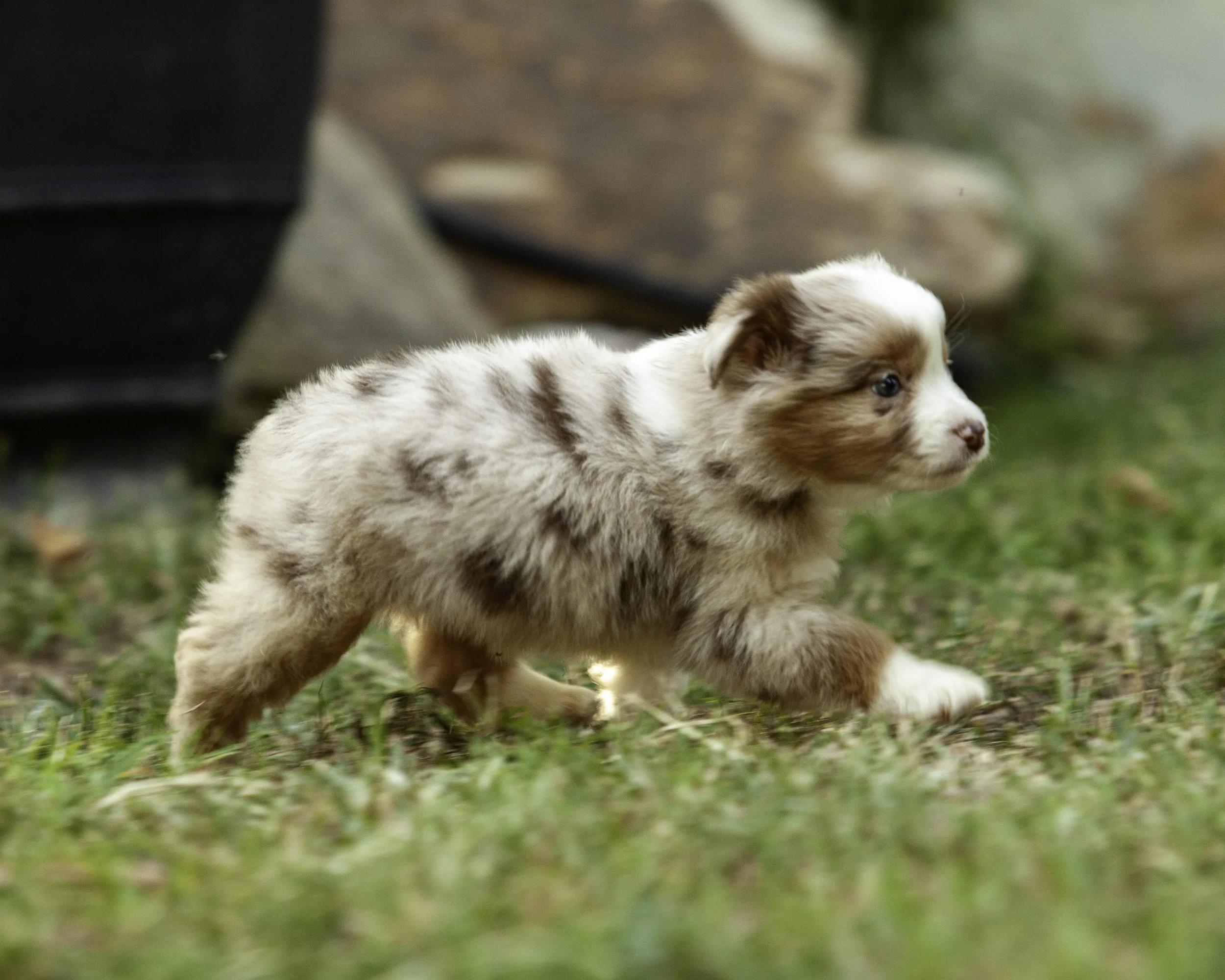 puppies6-12-7520-Edit.jpg