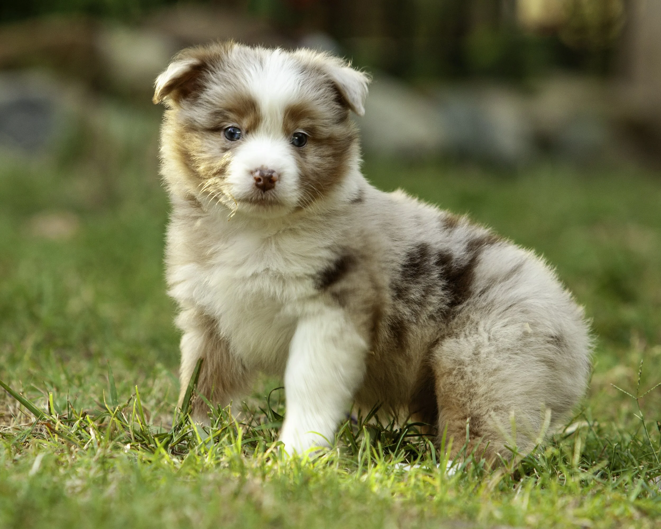 puppies6-12-7545-Edit.jpg