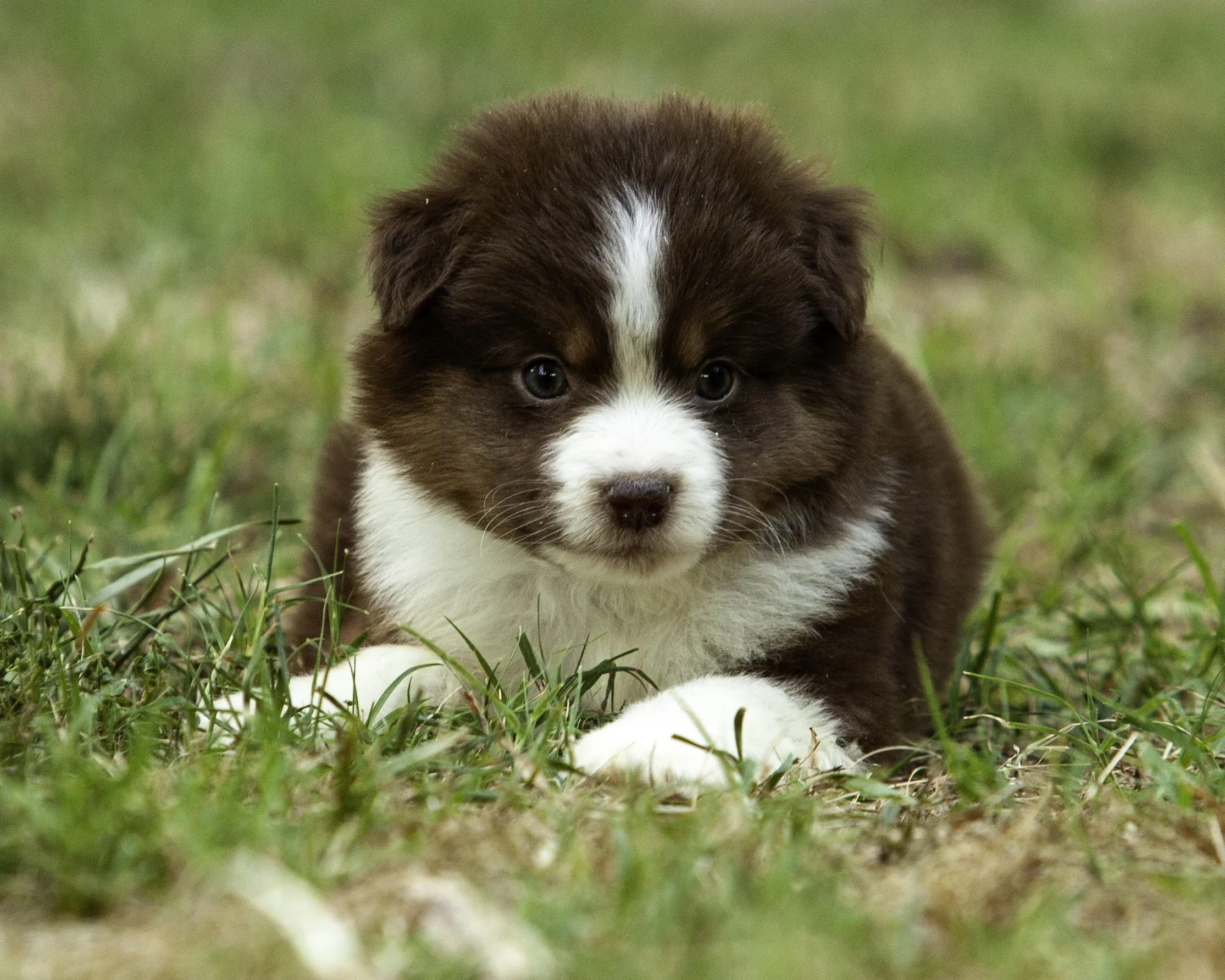 puppies6-12-7625-Edit.jpg