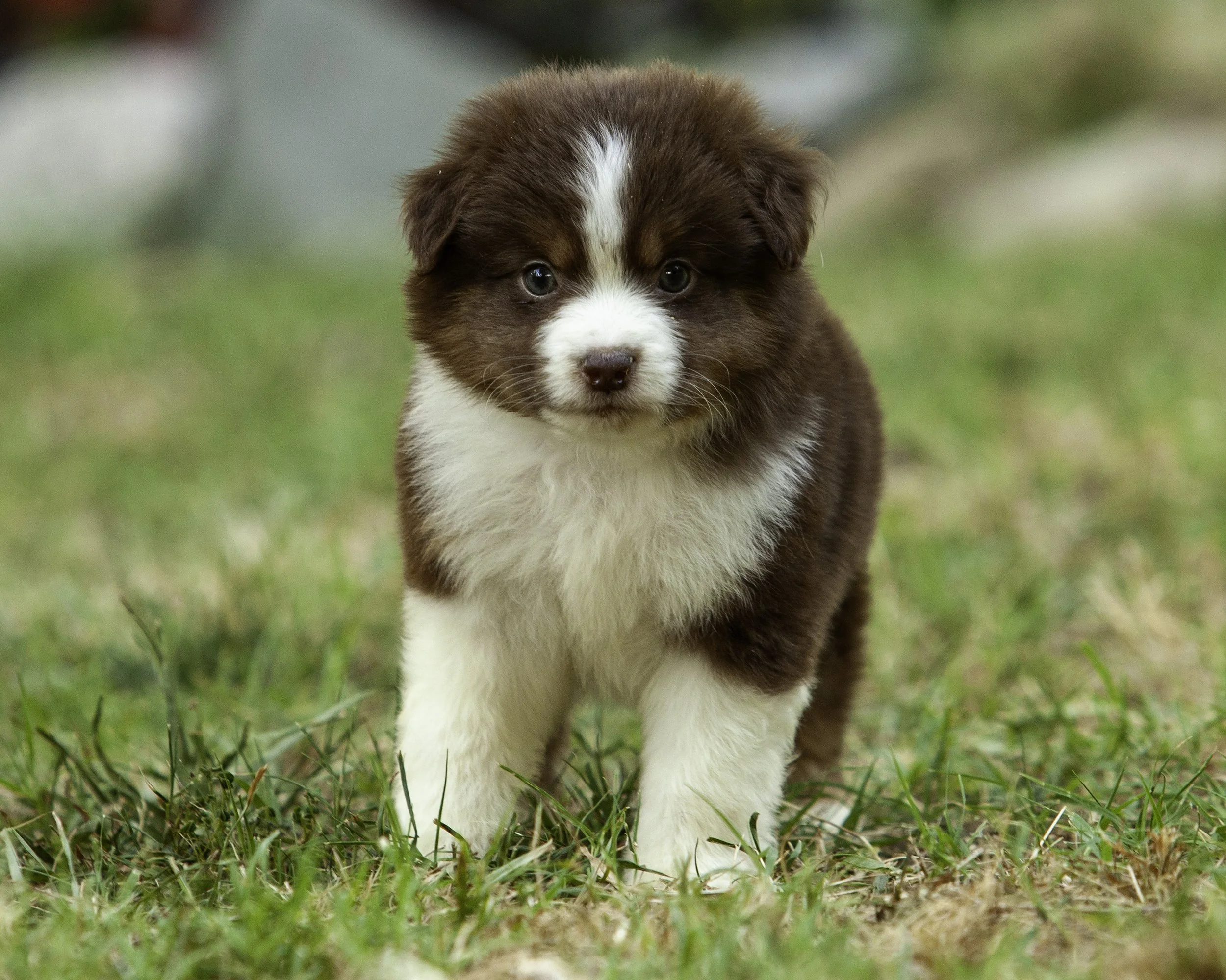 puppies6-12-7623-Edit.jpg